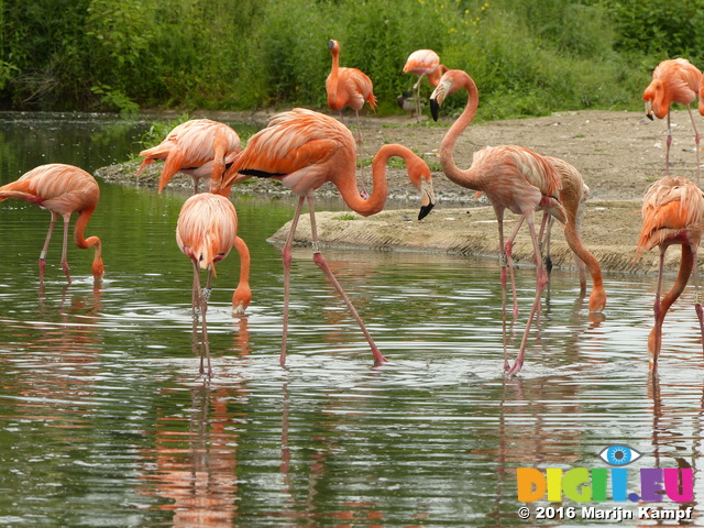 FZ030282 Caribbean Flamingos (Phoenicopterus ruber)